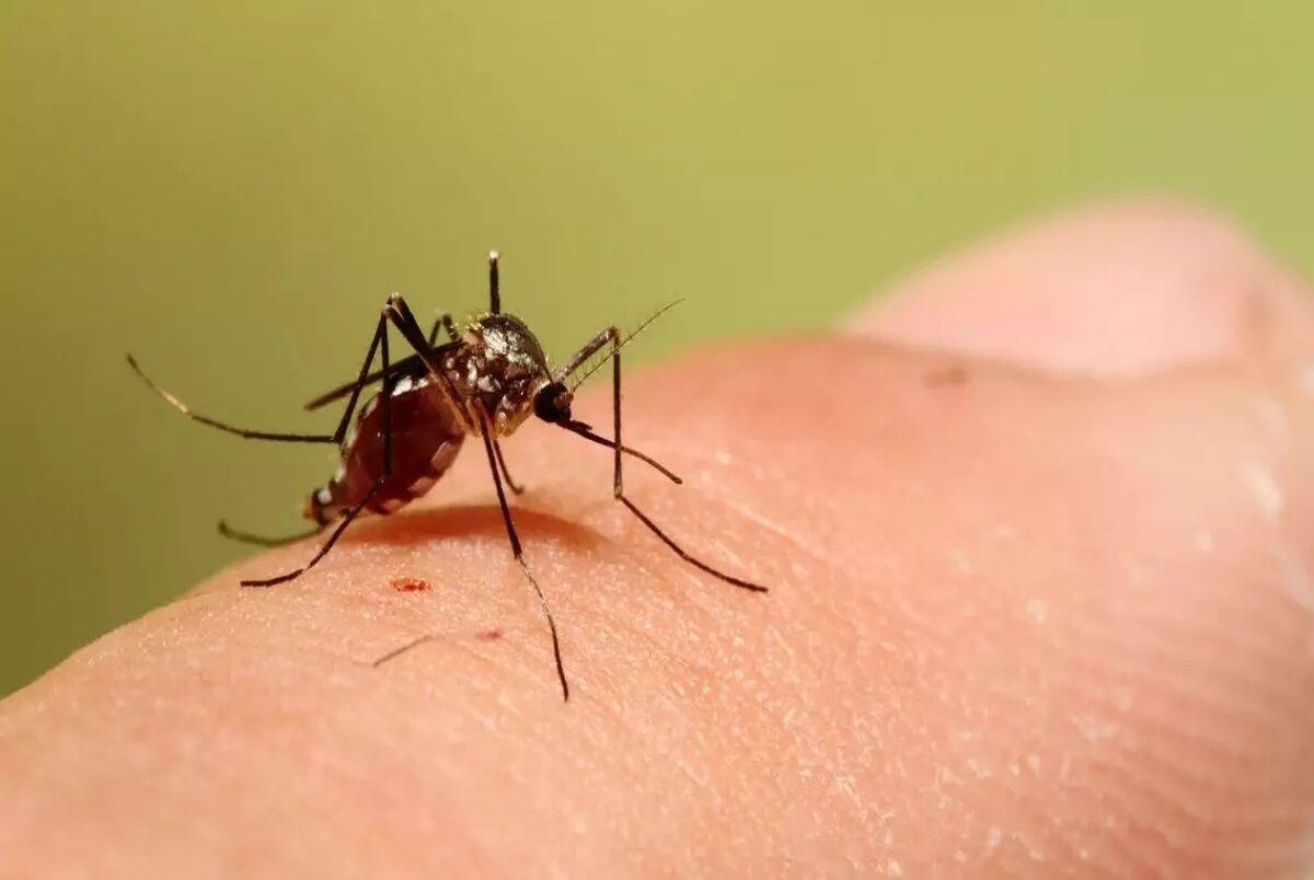 افزایش آمار ابتلا به تب دنگی | مردم این استانها مراقب باشید