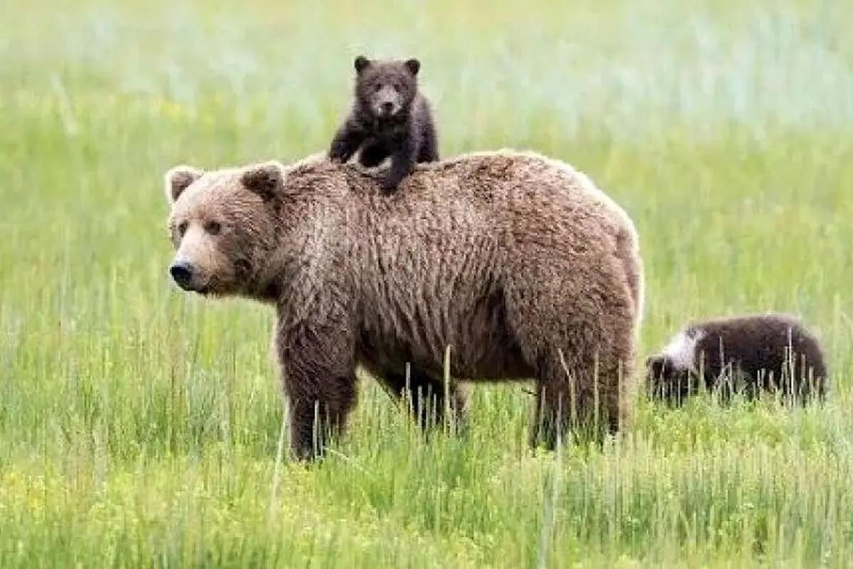 واکنش المیرا شریفی‌مقدم به گم‌شدن توله خرس پردیسان