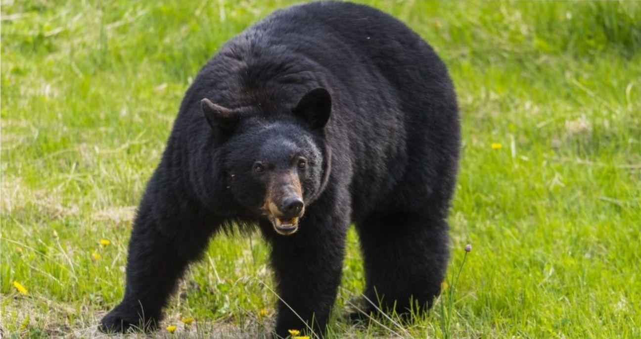 رفاقت عجیب کودک زاهدانی با خرس سیاه بلوچی!