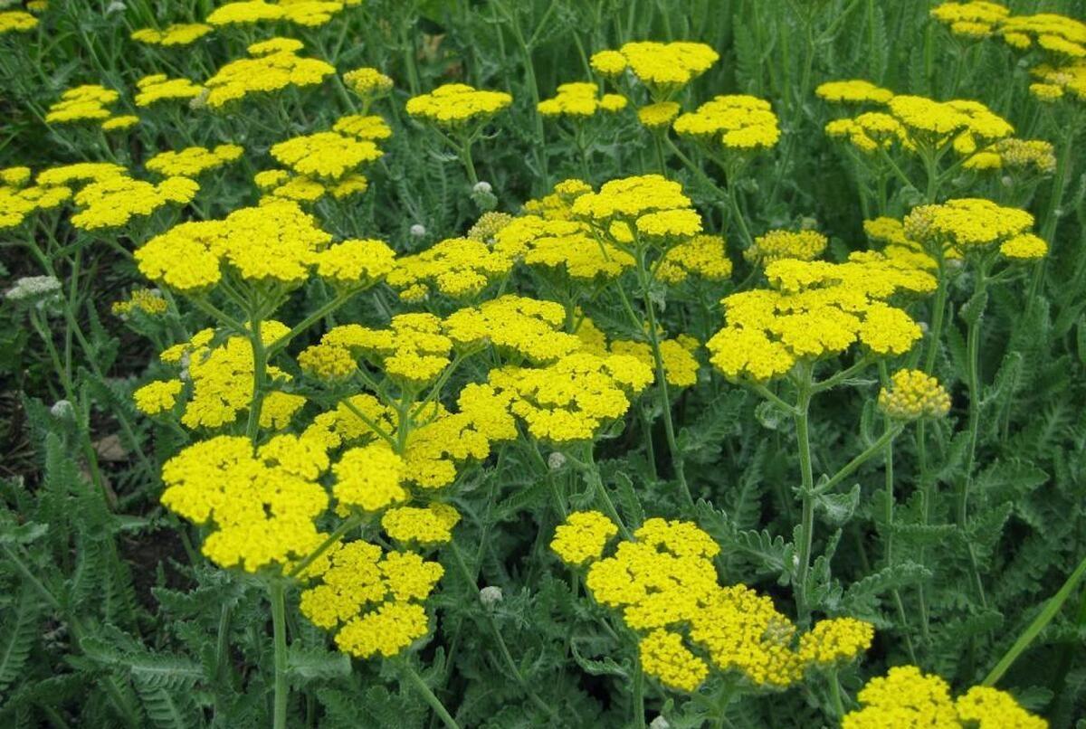 خواص گیاه بومادران برای زنان؛ درمان این بیماری ها با دمنوش بومادران