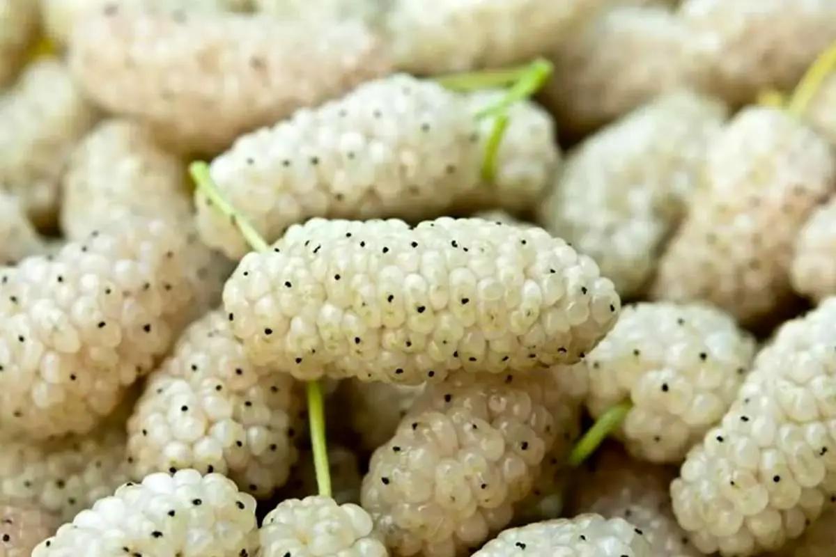 آیا توت‌های تهران سرطان‌زاست؟