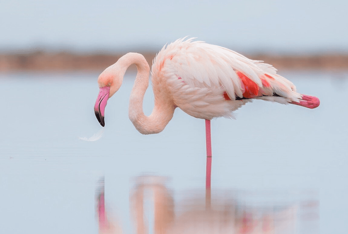 قو و فلامینگو سر از خانه‌ای در کرج درآوردند | ماجرای کشف حیوانات نادر