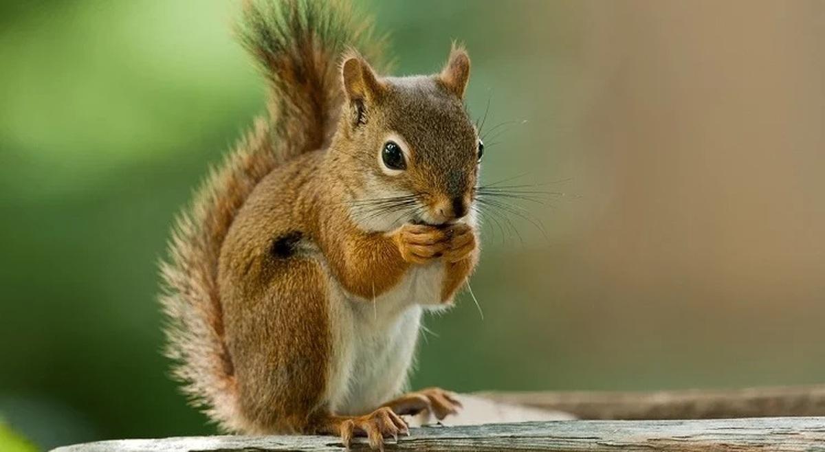 حیوان آزاری به بهانه بازی همستر | سنجاب ایرانی قربانی همستر تلگرامی