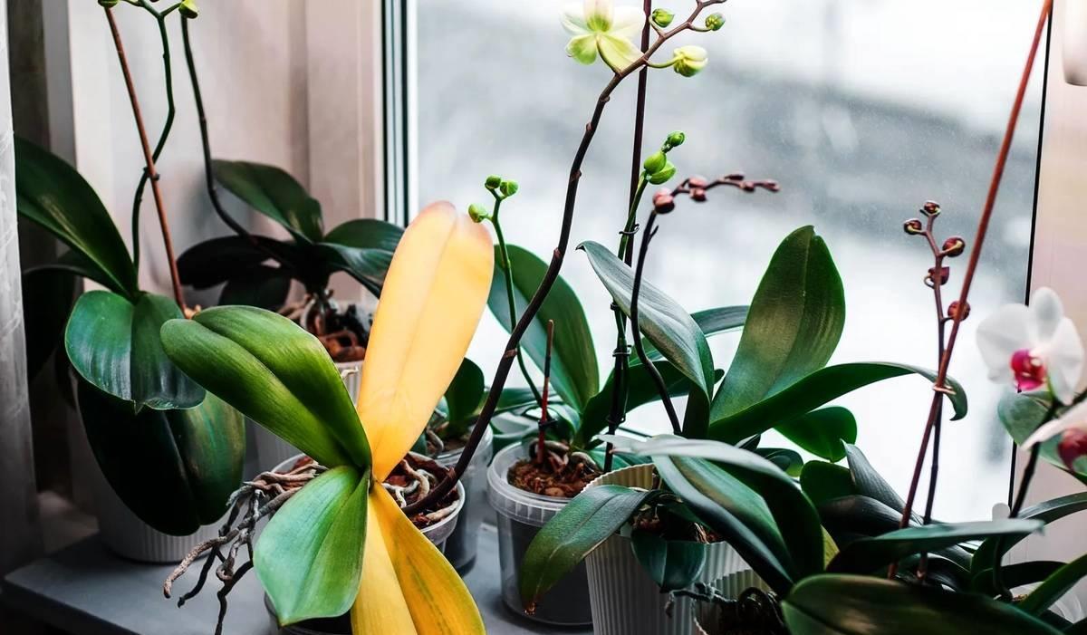 زرد شدن برگ گیاهان؛ ۶ دلیل رایج و راه‌حل‌های موثر