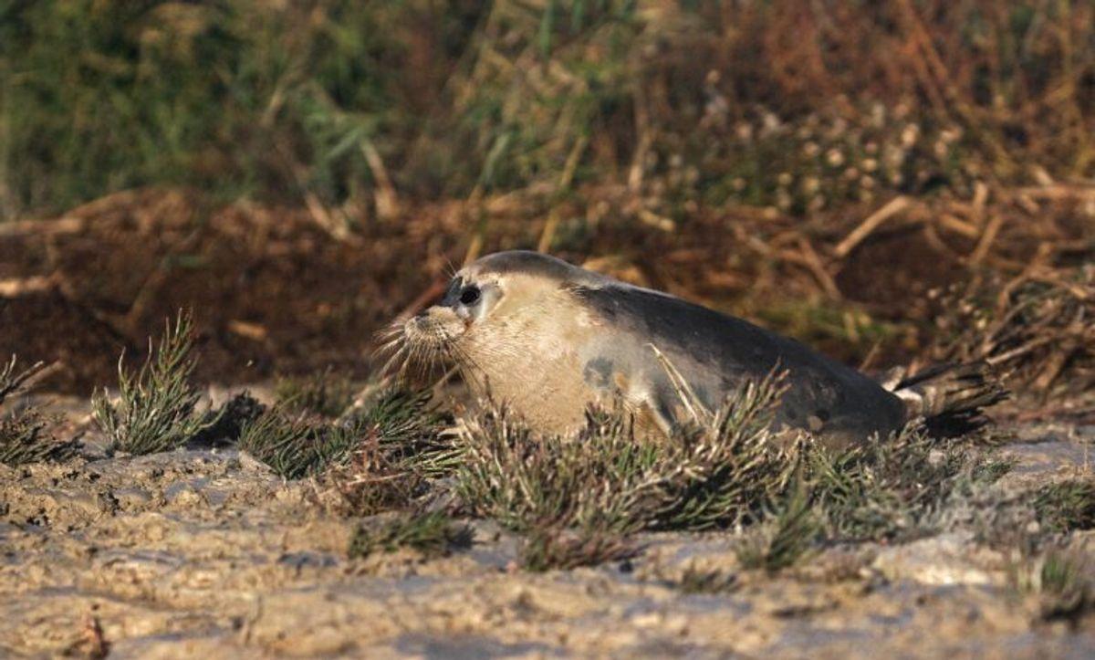 مسافران شمال بخوانند: موجودی ناشناخته و مرموز در ساحل دریای خزر کشف شد