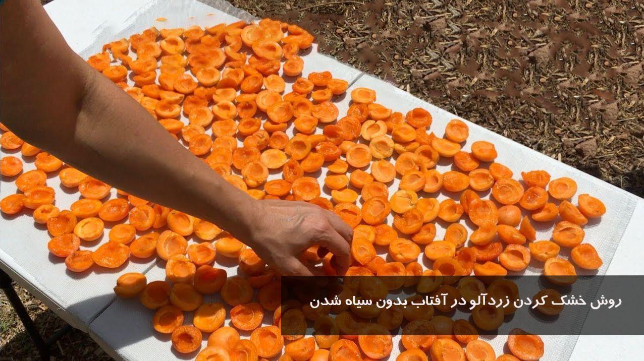روش خشك كردن زردآلو در آفتاب بدون سیاه شدن | طرز تهیه برگه زردآلو (قیسی) خانگی
