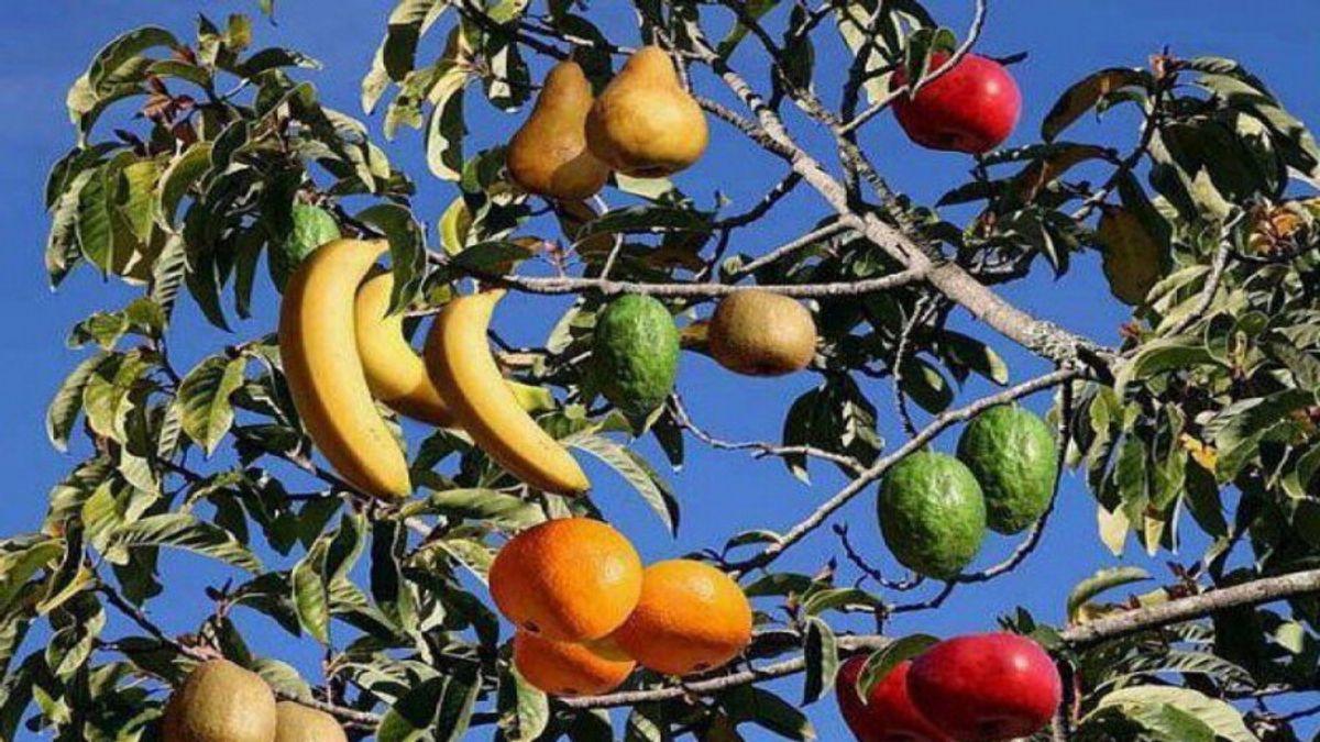 درختی شگفت‌انگیز که 40 نوع میوه تولید می‌کند| خلق یک اثر هنری طبیعی