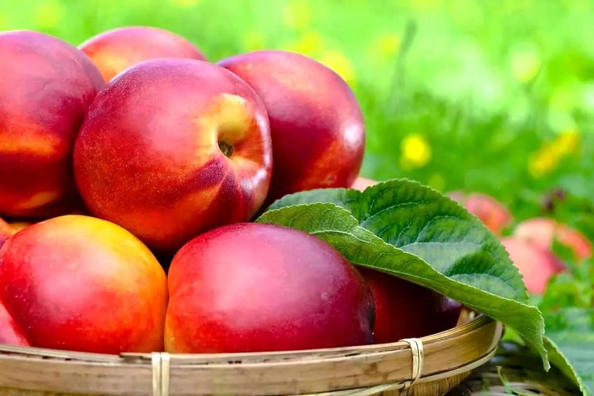 تفاوت هلو، شلیل، شبرنگ و شفتالو چیست؟