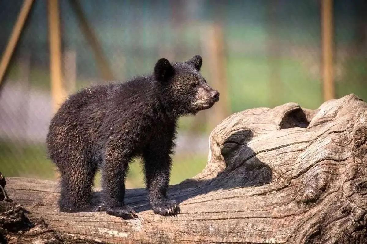 سرنوشت توله خرس گمشده پارک پردیسان تهران چه شد؟