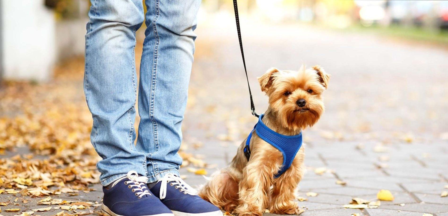 شخصیت شناسی صاحبان انواع حیوانات خانگی| بگو چه حیوان خانگی داری تا استایلت رو حدس بزنم!