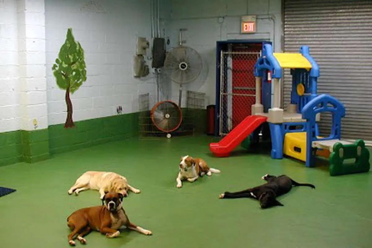 مهد سگ در تبریز پلمب شد