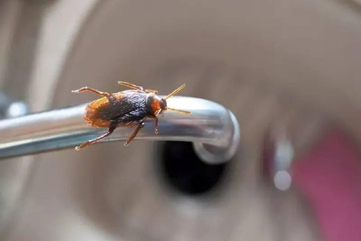 این بو دشمن سوسکهاست! | راهکاری ساده برای رهایی از مزاحمان ناخوانده