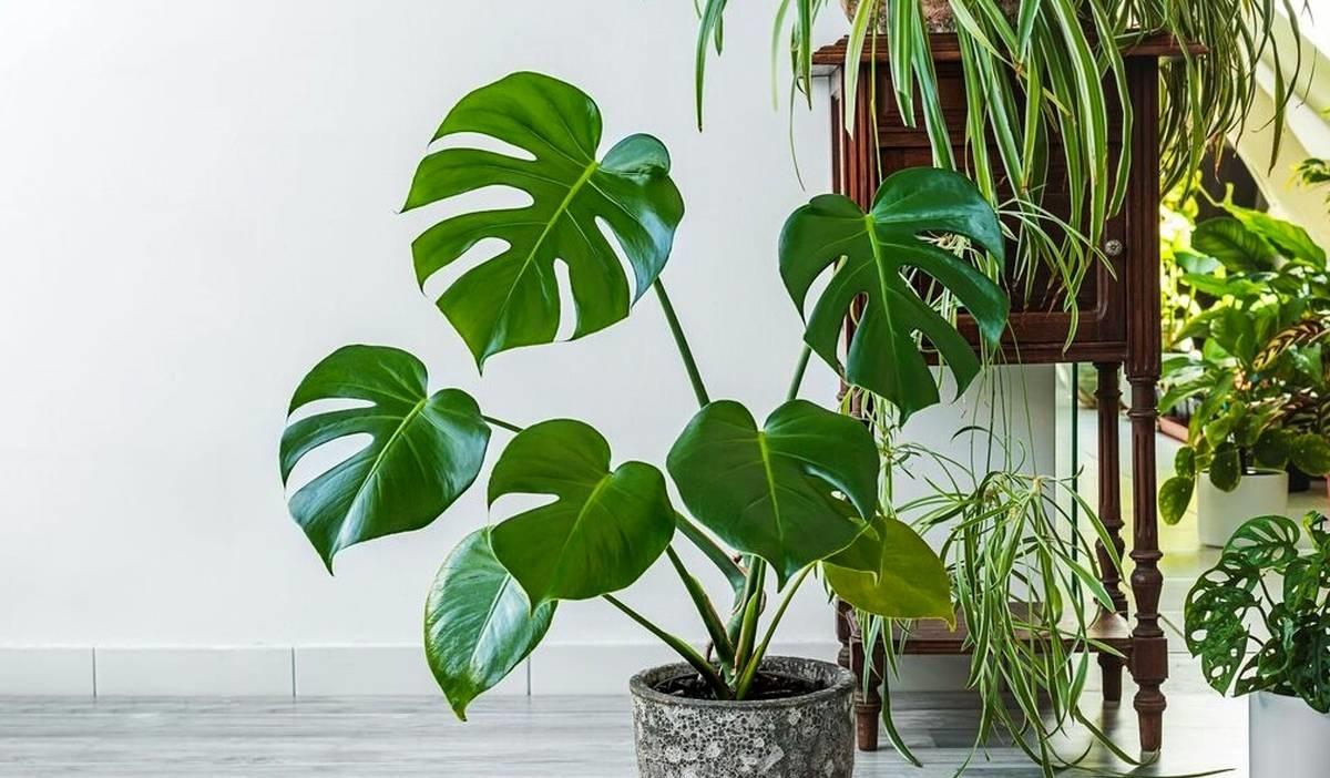 درمان بیخوابی و اضطراب با چند گلدان ساده!