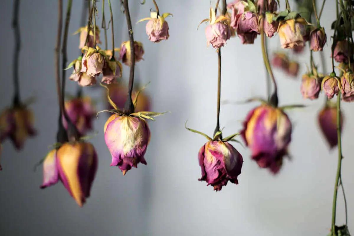 چطور گلهای طبیعی را خشک کنیم / ۴ روش اصولی