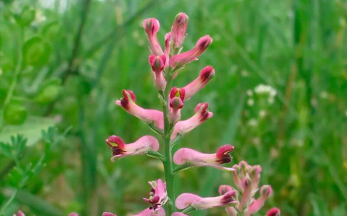 طرز تهیه دمنوش شاتره؛ یک نوشیدنی همهکاره!