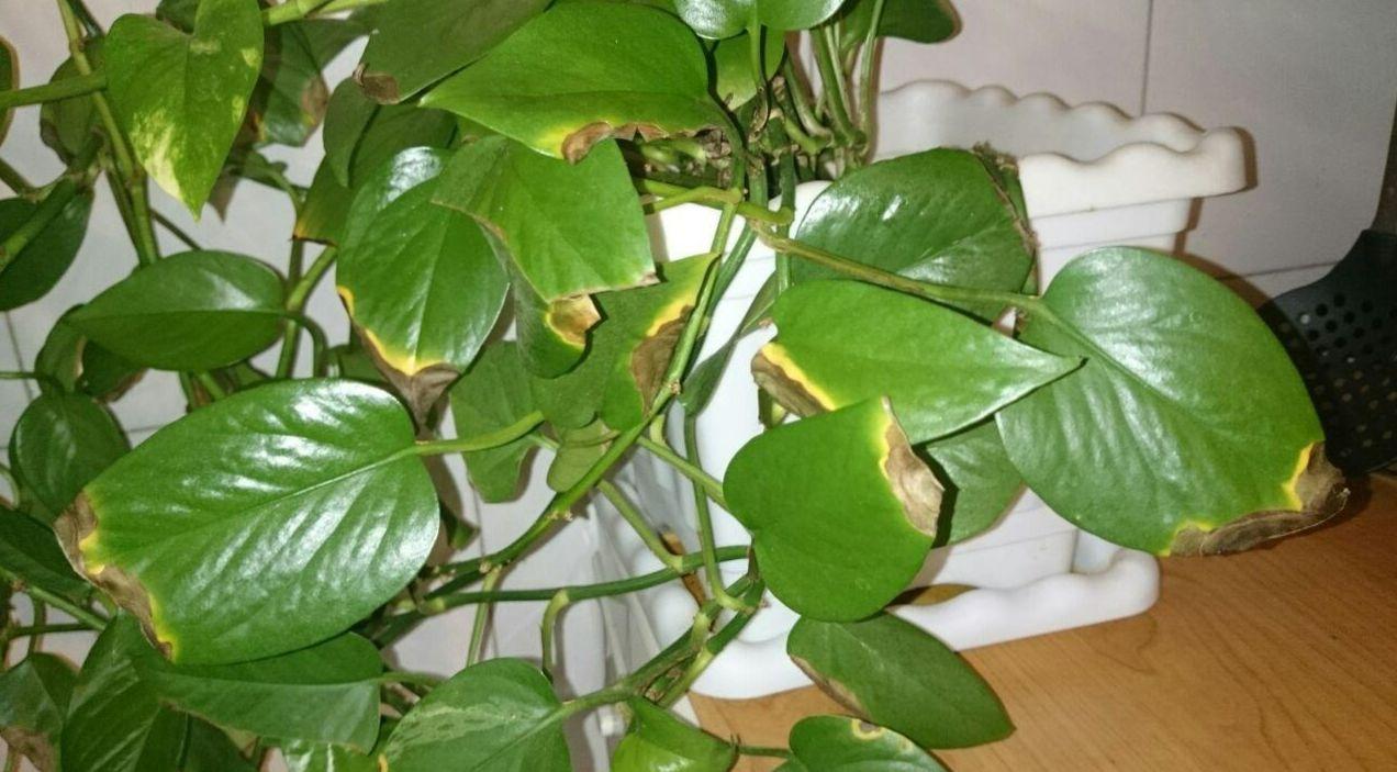 نکات خانهداری: چگونه از قهوهای شدن برگ گیاه آپارتمانی جلوگیری کنیم؟ | برگ گیاه آپارتمانی در زمستان قهوهای شده؟ این نکات را امتحان کنید!