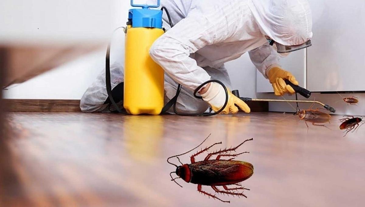 تنها راه فراری دادن سوسک و حشرات موذی از خانه